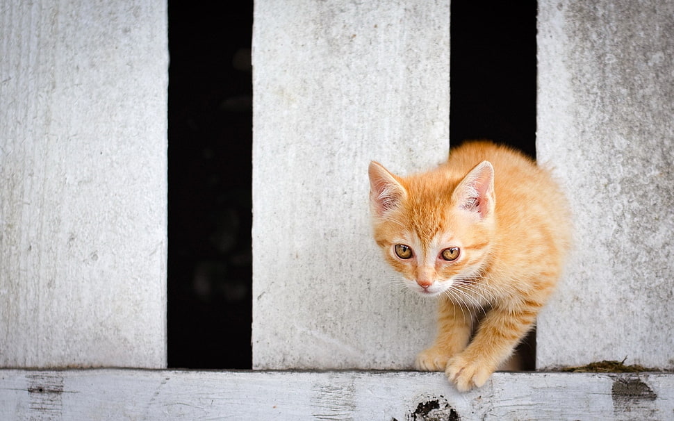 close up photograph orange tabby kitten HD wallpaper